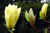 20.magnolia.brookl.yb